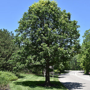 Burr Oak Tree