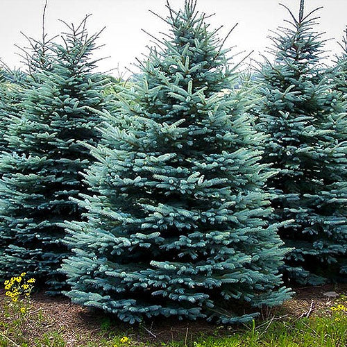 Colorado Spruce