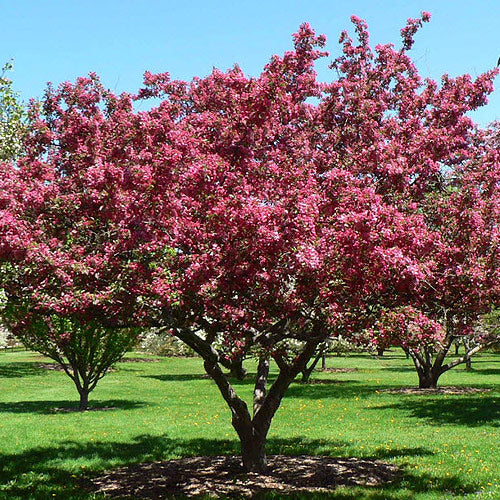 Flowering Crab Tree