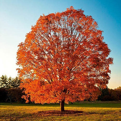 Sugar Maple